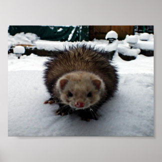 Affiches Fuzzy Le Grand