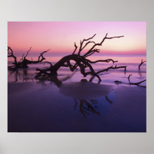 Affiches GA Jekyll Island, Cimetière d'arbres sur la plage