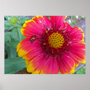 Affiches Gaillardia et Ladybug