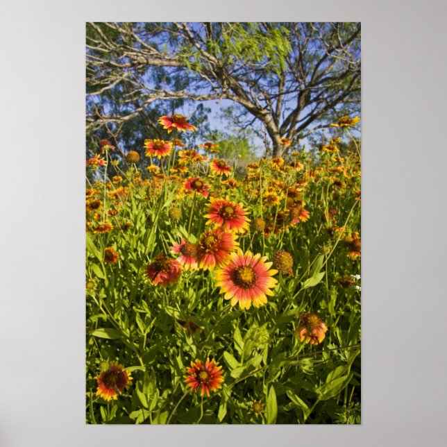 Affiches Gaillardia pulchella) fleurs sauvages (Devant)