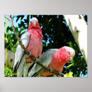 Affiches Galahs (Breasted rose/cacatoès roses)