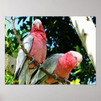Affiches Galahs (Cockatoos à poitrine Rose/roseate)