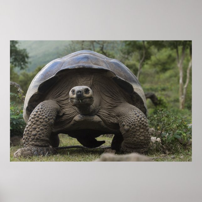 Affiches Galapagos Giant Tortoises Geochelone (Devant)