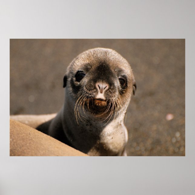 Affiches Galapagos Sea Lion (Devant)