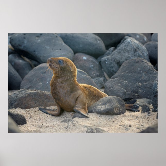 Affiches Galapagos sea lion (Devant)