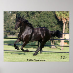 Affiches Galloping Friesian Beauty