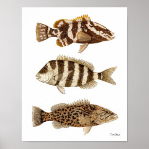 Affiches Gamefish - Nassau Grouper, Sheepshead & Gag Groupe