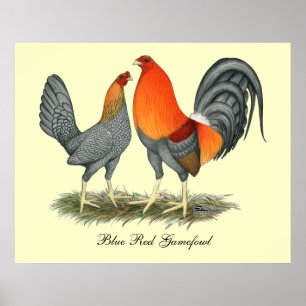 Affiches Gamefowl rouge bleu