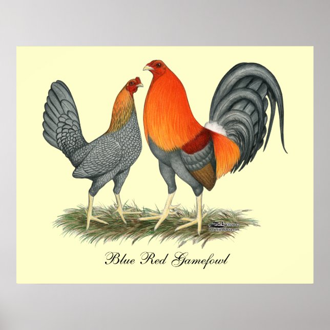 Affiches Gamefowl rouge bleu (Devant)