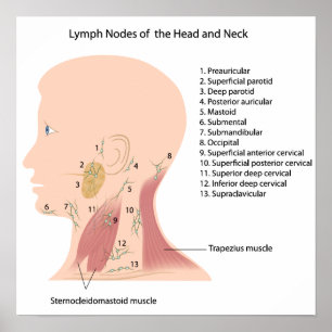 Affiches ganglions lymphatiques de l'affiche de la tête et