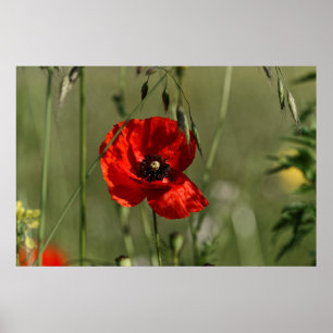 Affiches Garde de pavots