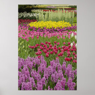 Affiches Garden of tulips, daffodils, and hyacinth