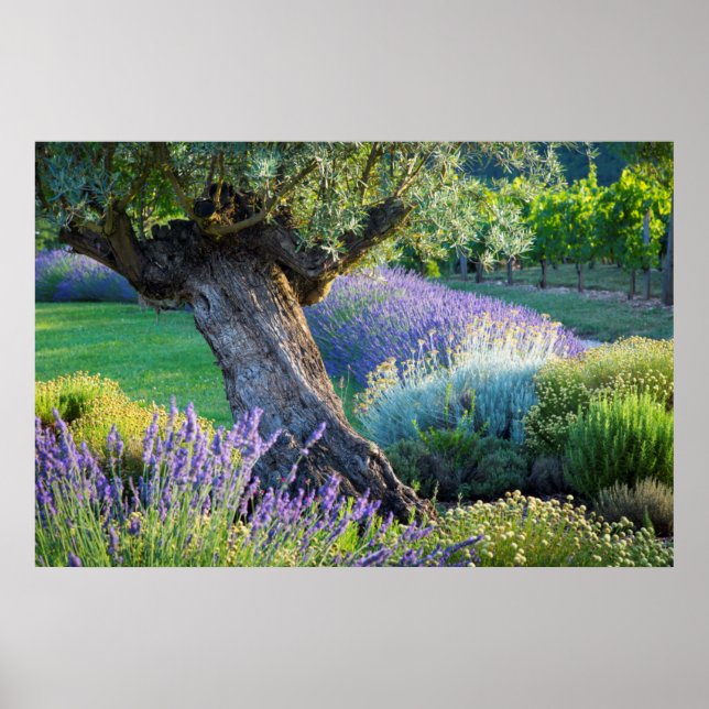 Affiches Garden scenic with flowers, France (Devant)