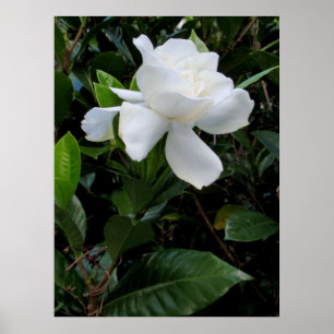 Affiches Gardenia hawaïenne