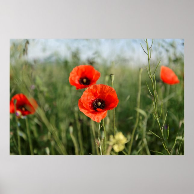 Affiches Garder des pavots (Devant)