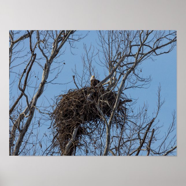 Affiches Garder l'aigle (Devant)