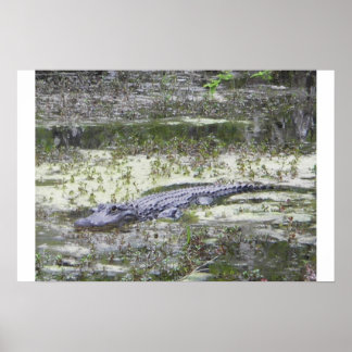 Affiches Gator