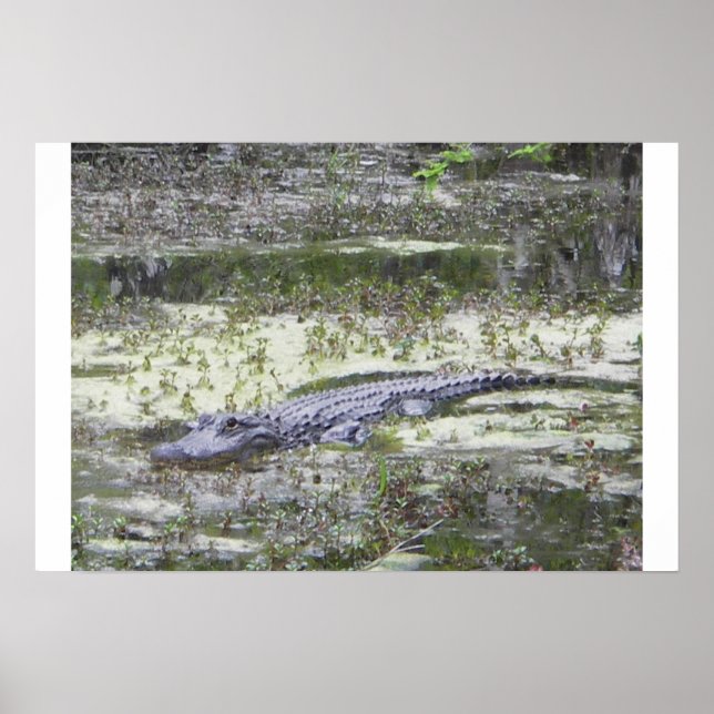 Affiches Gator (Devant)