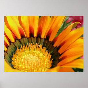 Affiches Gazania