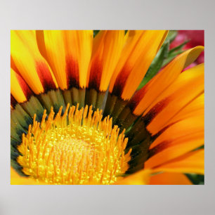 Affiches Gazania