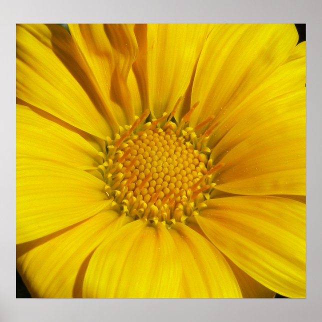 Affiches Gazania (Devant)