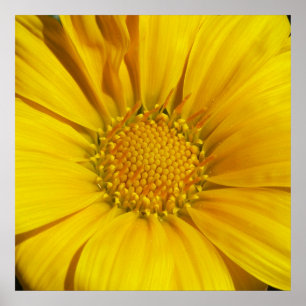 Affiches Gazania