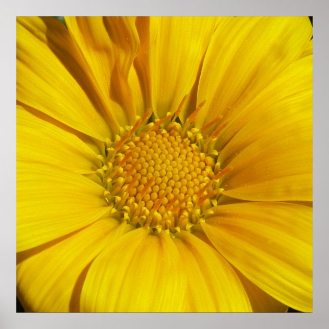 Affiches Gazania (Devant)