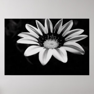 Affiches Gazania