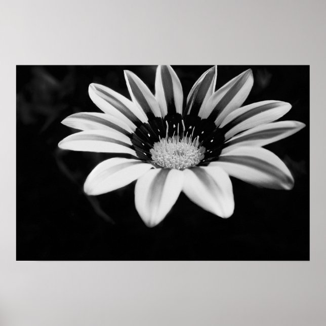 Affiches Gazania (Devant)