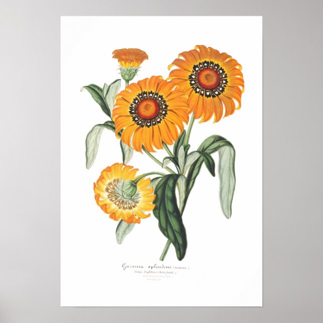 Affiches Gazania splendens (Devant)