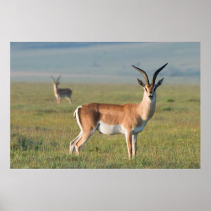 Affiches Gazelle de Grant, cratère du Ngorongoro, Ngorongor