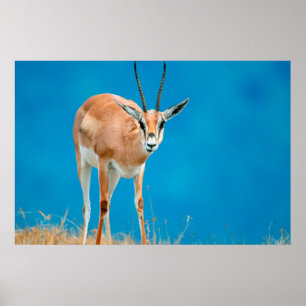 Affiches Gazelle de Grant (Gazella Granti) Ewe Portrait