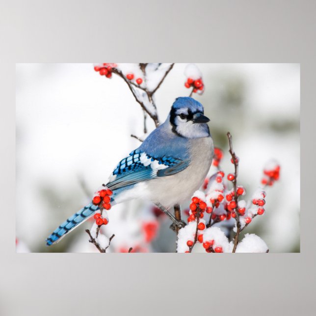 Affiches Geai bleu dans l'aubépine d'hiver commun (Devant)
