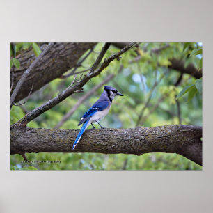 Affiches Geai bleu d'été