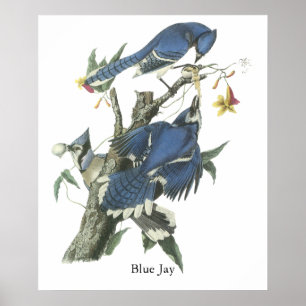 Affiches Geai bleu, John Audubon