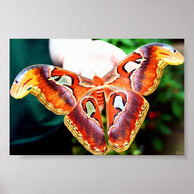 Affiches Géant Atlas Moth (Devant)