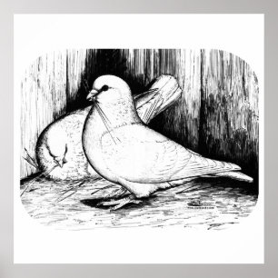 Affiches Géant Runt Pigeons