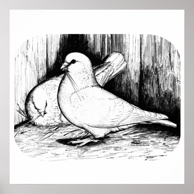 Affiches Géant Runt Pigeons (Devant)