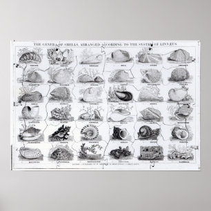 Affiches Genera of Shells jigsaw, pub. par W. Edwards
