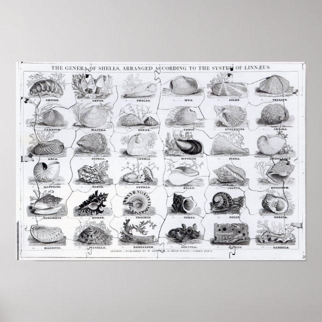 Affiches Genera of Shells jigsaw, pub. par W. Edwards (Devant)