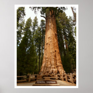 Affiches Général Sherman Sequoia, Parc national de Sequoia