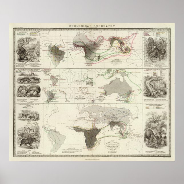 Affiches Géographie zoologique (Devant)