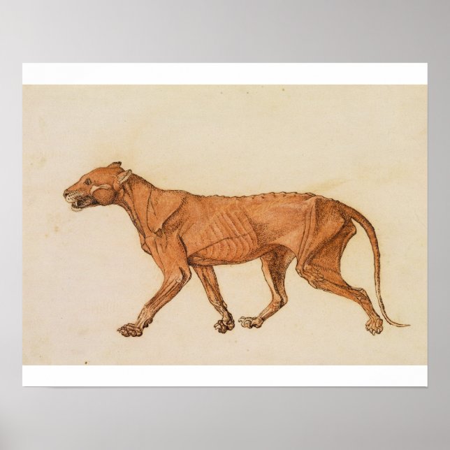 Affiches George Stubbs | Tigre, Vue latérale, Peau retirée, (Devant)