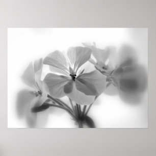 Affiches Geraniums en noir et blanc