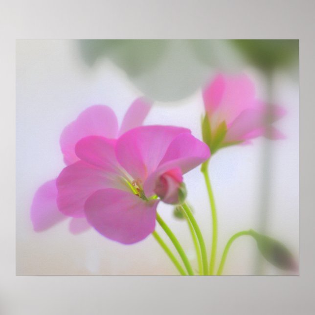 Affiches Geraniums roses (Devant)