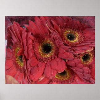 Affiches Gerber Daisies