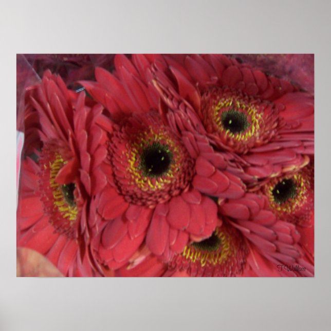 Affiches Gerber Daisies (Devant)