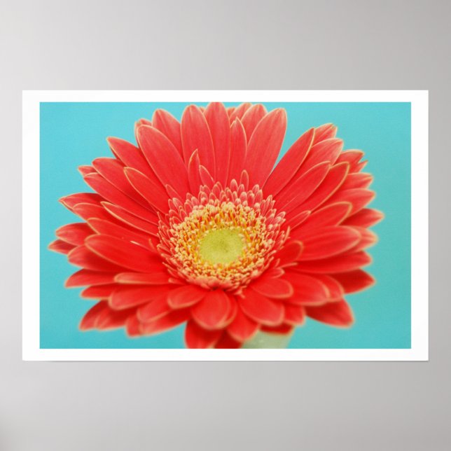Affiches Gerber Daisy (Devant)