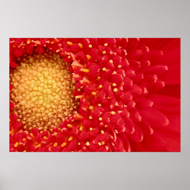 Affiches Gerber Daisy (Devant)