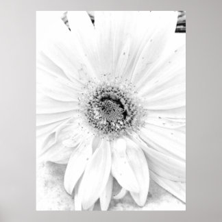 Affiches Gerber Daisy Upclose